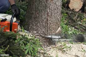 Best Tree Mulching  in Belhaven, NC