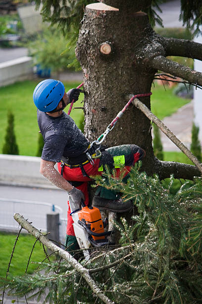 Best Firewood Processing and Delivery  in Belhaven, NC